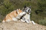 AKITA INU 069
